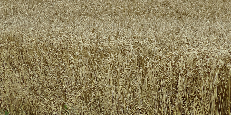 Gold wheat in field
